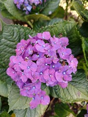 Lush Hydrangea Garden with Purple Blooms