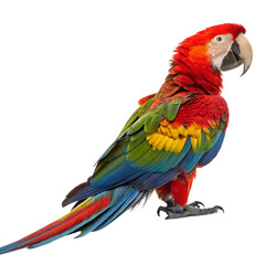 Fototapeta premium colorful parrot isolated