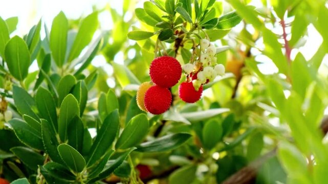 Red arbutus fruits hanging on a tree branch