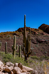 Vast hillside covered with numerous columnar cacti in the Andes of Salta, Argentina. A stunning...