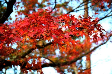 京都、紅葉、黃葉、神社、秋、青空、光、絶景、写真素材