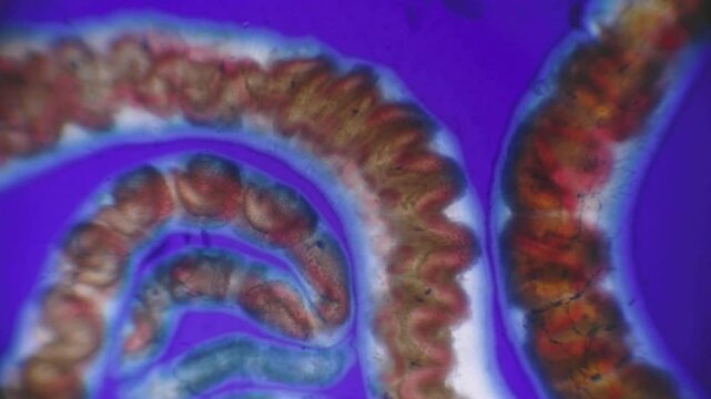 A magnified view reveals the intricate details of an aquatic worm