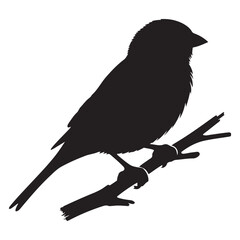 Sparrow Silhouette On A Branch On A White Background
