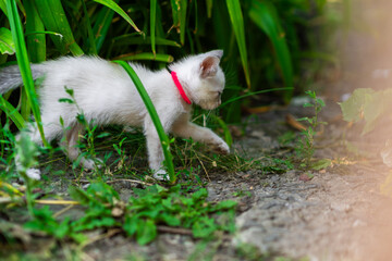 Fototapeta premium A curious white kitten is walking through a vibrant green garden filled with soft grass and small plants under warm afternoon sunlight showcasing its playful nature
