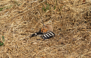 Hoopoe resting among dry stubble