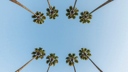 Palm trees reaching for the clear blue sky