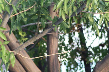 arbol