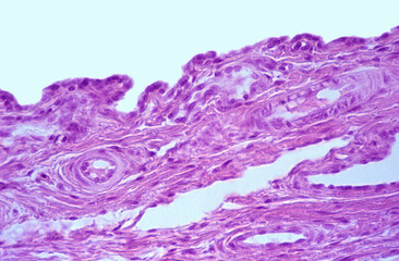Human joint. Synovial membrane
