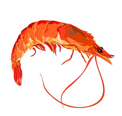 Sketch of a pink shrimp. Seafood nutrition. Isolated drawing for encyclopedia. Study zoology. Sea inhabitants. Hand drawn vector illustration.