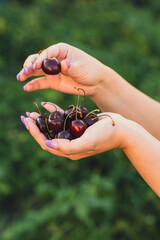 Hands hold a generous handful of juicy cherries with a few cherries being picked The setting is a...
