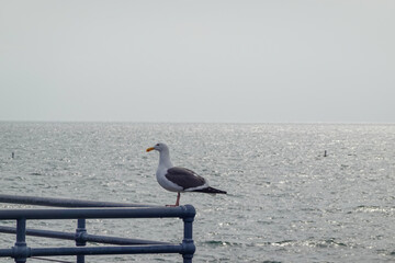 Lone Seagull Surveying Misty Horizon
