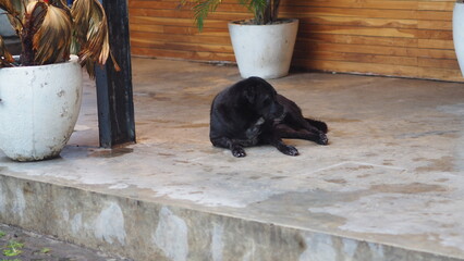 A wild black cat with shiny fur is lying on the park