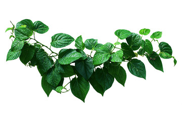 Green Betel Leaves on Vine Isolated on White Background Showing Texture
