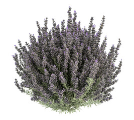 A purple bush with purple flowers
