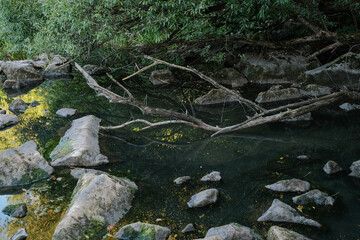 Overhead view of a clear stream flowing over mossy rocks and fallen branches, reflecting...