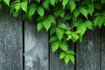 Fresh Green Virginia Creeper Leaves on a Rustic Wooden Fence Backdrop