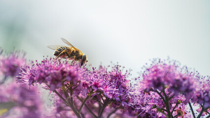 Bee on Vibrant Purple Flowers in Natural Light