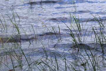 Aquatic plants gently swaying in tranquil water natural texture