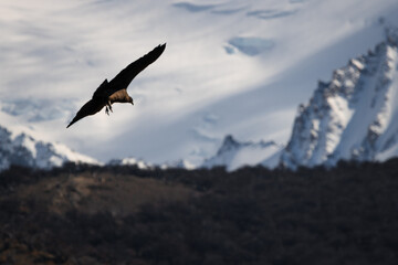 Andean condor flying through the mountains