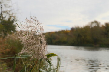 In the foreground, tall pampas grass grows along the bank of a river in sunny weather. In the background, trees are visible on both sides of the river waterway.