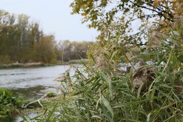 In the foreground, tall pampas grass grows along the bank of a river in sunny weather. In the background, trees are visible on both sides of the river waterway.