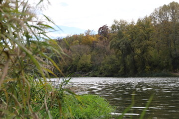 Obraz premium In the foreground, tall pampas grass grows along the bank of a river in sunny weather. In the background, trees are visible on both sides of the river waterway.