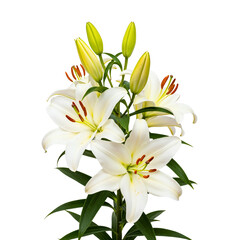 White lily flowers with buds isolated on white

