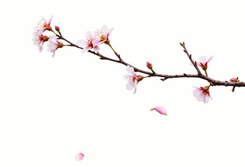 Cherry blossom branch with pink flowers and falling petals  