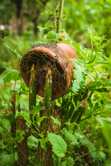 Nature reclaims an abandoned plant pot in a lush garden, showcasing resilience and beauty