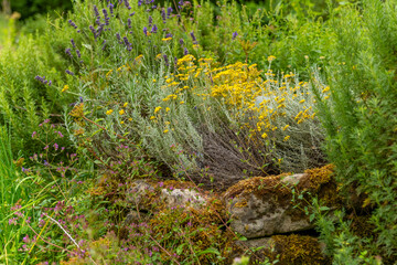 Vibrant wildflowers thrive in a sunlit garden filled with lush greenery near a rustic stone wall in early summer