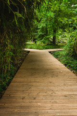 Pathway through a serene forest, inviting exploration and contemplation in nature's embrace on a tranquil afternoon