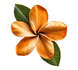 A flower with a leaf is shown in a close up