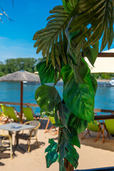 Lush green leaves frame a serene riverside cafe under a bright blue sky in the warmth of summer