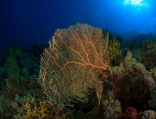 Orange-toned soft coral in a coral seascape.