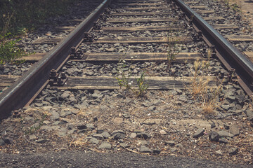Rusty railway tracks weave through nature's reclamation in a tranquil rural setting