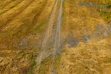 Rural path weaving through golden fields on a sunny day showcasing nature's serenity and beauty