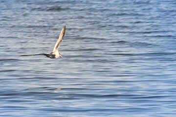 seagull flying near the sea