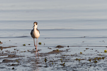 Black-backed stilts walking along the seashore