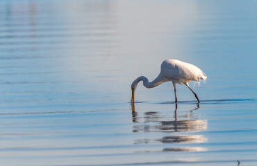 heron fishing by the sea