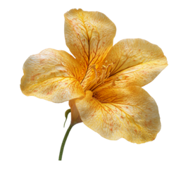 A single yellow flower with a brown center