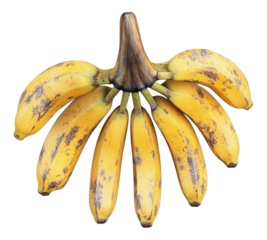 A bunch of bananas with a stem sticking out of the top
