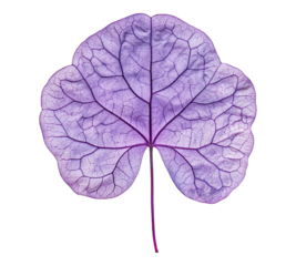 A purple leaf with a stem is shown in a close up