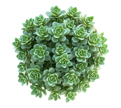 A bunch of green plants with small flowers