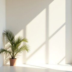Minimalist corner with a potted palm tree and sunlit shadows