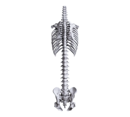 Spinal column isolated on transparent background