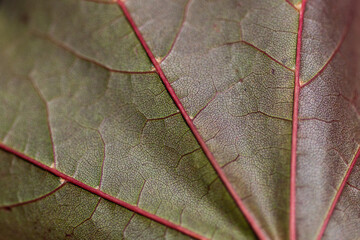 Leaf veins creating an intricate pattern on a green surface, showcasing the delicate beauty of...