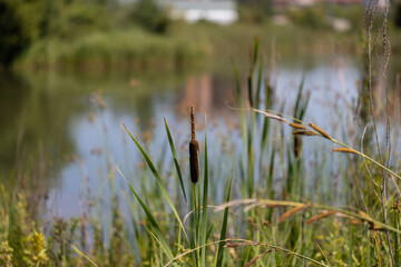 Cattail plant flourishing lakeside, soft-focused reeds and grasses creating natural, blended botanical landscape