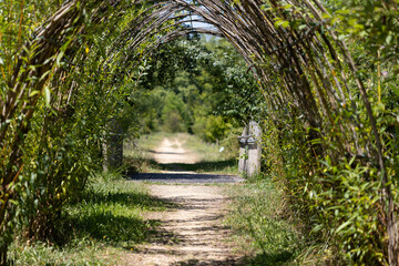 Sunlight filtering through verdant willow archway along peaceful rural pathway