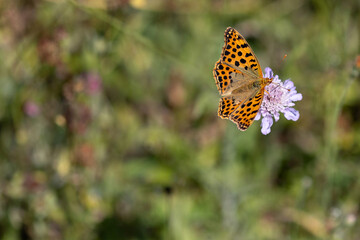 Close-up of queen of spain fritillary butterfly with open wings feeding on a purple flower in a...