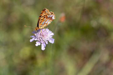 Close-up of a queen of spain fritillary butterfly (issoria lathonia) feeding on a purple flower in...